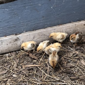 Saskatoon Farm - Baby chicks... so cute - Farmers Market Near Me - De Winton, Alberta