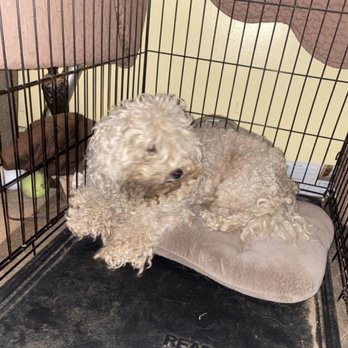 Pawfect Express Pet Spa - before picture - Pet Groomers Near Me - Montebello, California