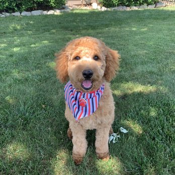 Looking Good Dog Grooming - Mini golden doodle female - Pet Groomers Near Me - Westmont, Illinois Looking Good Dog Grooming - Mini golden doodle female - Pet Groomers Near Me - Westmont, Illinois