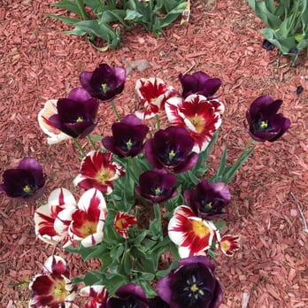 Books N Beans - a bunch of tulips in a garden - Coffee & Tea Near Me - Campbellsville, Kentucky Books N Beans - a bunch of tulips in a garden - Coffee & Tea Near Me - Campbellsville, Kentucky