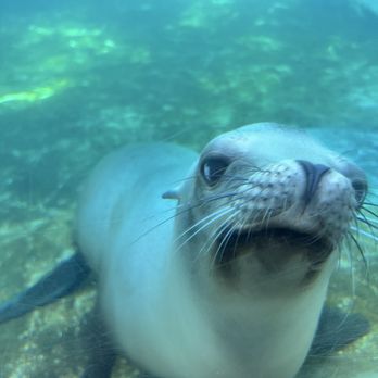 Brookfield Zoo Chicago - Sea lion - Zoos Near Me - Brookfield, Illinois