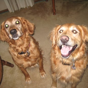 Stone Hollow Dog Training - Pet Training Near Me - Cascade, Iowa