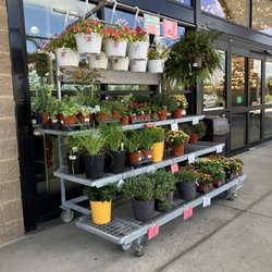 Menards - Garden plants