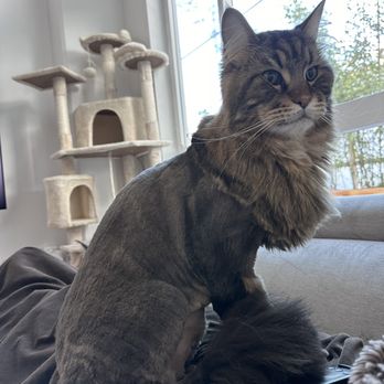 FabPrints - Matteo lion cut - Pet Groomers Near Me FabPrints - Matteo lion cut - Pet Groomers Near Me