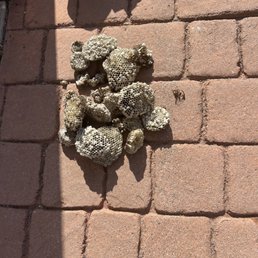 Wasps nests Wasps nests