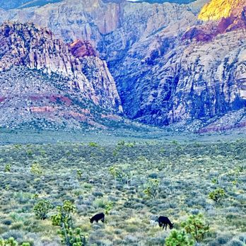 Pink Jeep Tours - Wild donkeys - Travel Services Near Me - Las Vegas, Nevada Pink Jeep Tours - Wild donkeys - Travel Services Near Me - Las Vegas, Nevada