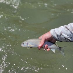 Deschutes Angler - Fish
