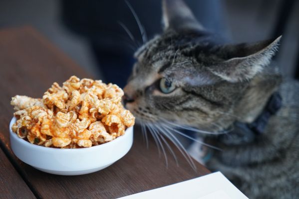 The Lark Santa Barbara by null