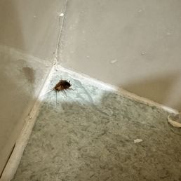 Cockroach round across my floor and over my foot when I was in the restroom