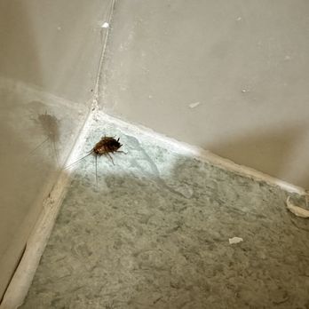 Lake Las Vegas Resorts - Cockroach round across my floor and over my foot when I was in the restroom - Lakes Near Me - Henderson, Nevada