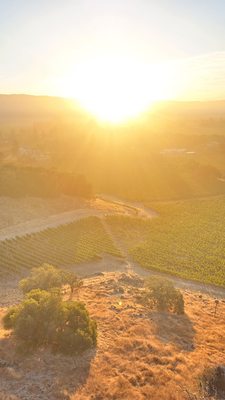 Napa Valley Aloft Hot Air Balloon Rides by null
