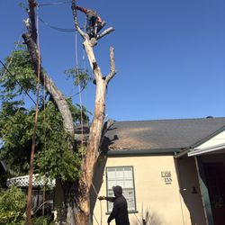 Orange County Tree Services