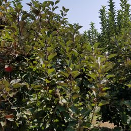 $14 entry, trees are bare, unhealthy apples, then you pay for bag to pick what's on ground! $14 entry, trees are bare, unhealthy apples, then you pay for bag to pick what's on ground!
