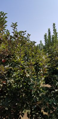 Hillcrest Orchards by null