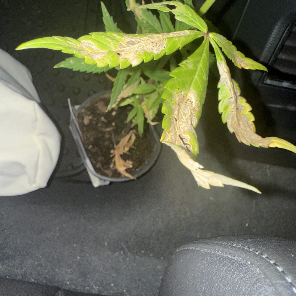 March and Ash Vista Weed Dispensary - Cannabis Dispensaries Near Me - Vista, California March and Ash Vista Weed Dispensary - Cannabis Dispensaries Near Me - Vista, California
