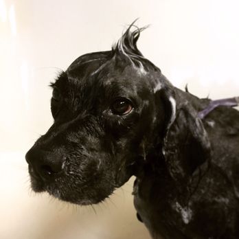 Kreative K9s - Pet Groomers Near Me - Norman, Oklahoma
