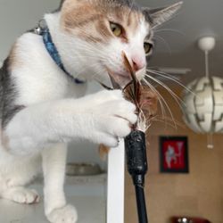 Pet Service Solutions & Pet Hotel