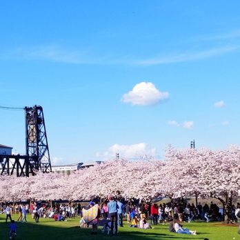 Tom McCall Waterfront Park - Cherry blossoms form canapy over walking path - Parks Near Me - Portland, Oregon Tom McCall Waterfront Park - Cherry blossoms form canapy over walking path - Parks Near Me - Portland, Oregon