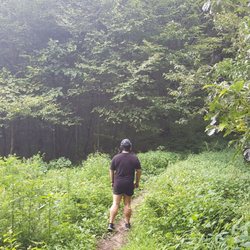 Blue Ridge Gap - Trail after the tree, taking you farther