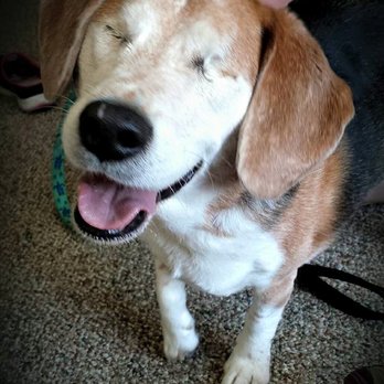 Stellar Pets Training & Behavior - Amos learned clicker training at 10 years old! - Pet Training Near Me Stellar Pets Training & Behavior - Amos learned clicker training at 10 years old! - Pet Training Near Me