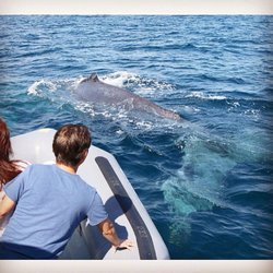 Newport Coastal Adventure - Humpbacks are the friendliest whales! (Actual photo from trip by Captain Ryan)