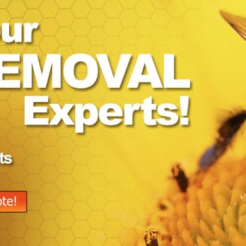 Rons Bee Removal Service - Pest Control Near Me Rons Bee Removal Service - Pest Control Near Me