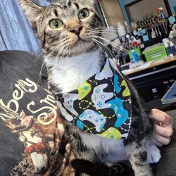 Kritter Kreations Pet Salon