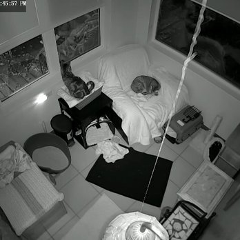 Evergreen Cat Lodge - Night vision camera. - Pet Boarding Near Me - Evergreen, Colorado