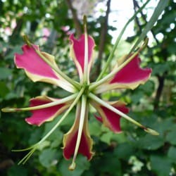 Au Paradis du Papillon