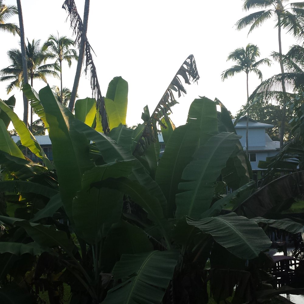 Arnott's Lodging and Adventures - Close up view from back porch. - Hostels Near Me - Hilo, Hawaii Arnott's Lodging and Adventures - Close up view from back porch. - Hostels Near Me - Hilo, Hawaii