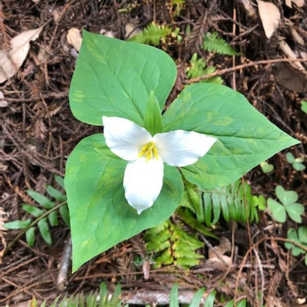 HANNAH WINANS TRILLIUM REALTY GROUP Updated July 2024 26 Photos