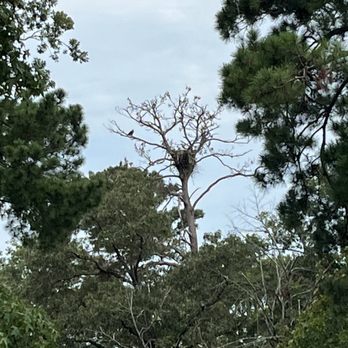 The Preserve RV Park - One of two eagles nests. Eagle perched on left. - Parks Near Me - Point Blank, Texas The Preserve RV Park - One of two eagles nests. Eagle perched on left. - Parks Near Me - Point Blank, Texas