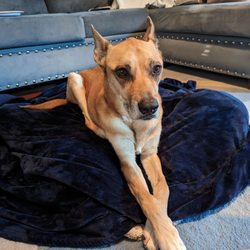 Pet Loss At Home - Home Euthanasia Vets - Preparing to say goodbye to our good girl