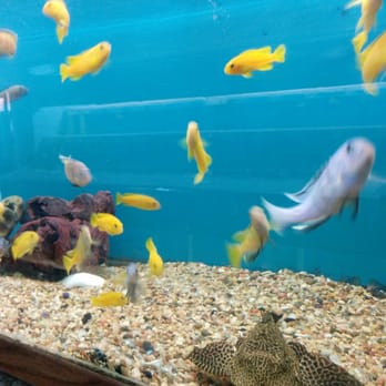 Foothill Aquatic & Pets - Now I'm beginning to feel like I am scuba diving - Pet Stores Near Me - La Verne, California