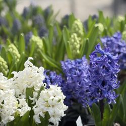Riggio's Garden Center