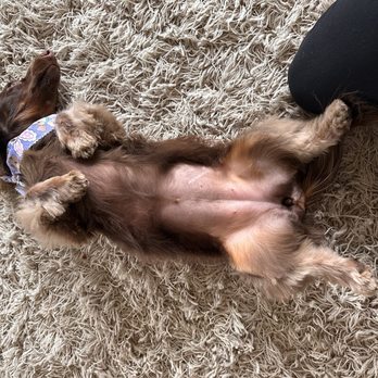 Furry Friends - This is part of the shave they did on her stomach and butt.  She had full hair on her belly before. - Pet Groomers Near Me - Worth, Illinois