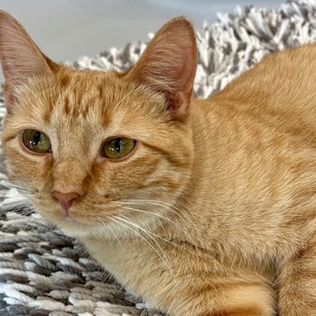 Sip & Purr Cat Cafe - Pet Adoption Near Me - Milwaukee, Wisconsin