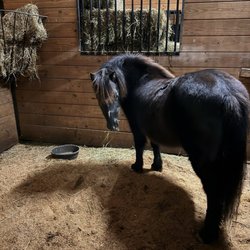 HH-Stonewall Farm - Pony Boy loving his spacious stall