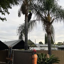 Trimming Palms Trimming Palms