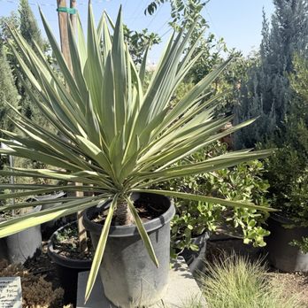 Fonseca's Nursery & Gardens - Nurseries & Gardening Near Me - Hanford, California Fonseca's Nursery & Gardens - Nurseries & Gardening Near Me - Hanford, California