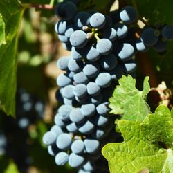 Bravante Vineyards - We are just weeks away from harvest, Come take a walk in the vineyard with us. Taste the grapes and measure the Brix!