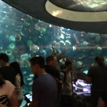 Shedd Aquarium - Aquariums Near Me - Chicago, Illinois