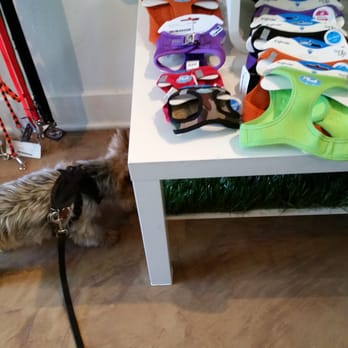 Biscuits Pet Boutique - Cool vest harness!! - Pet Stores Near Me - San Jose, California Biscuits Pet Boutique - Cool vest harness!! - Pet Stores Near Me - San Jose, California