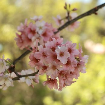 Schabarum Regional Park - Cherry blossoms - Parks Near Me - Rowland Heights, California Schabarum Regional Park - Cherry blossoms - Parks Near Me - Rowland Heights, California