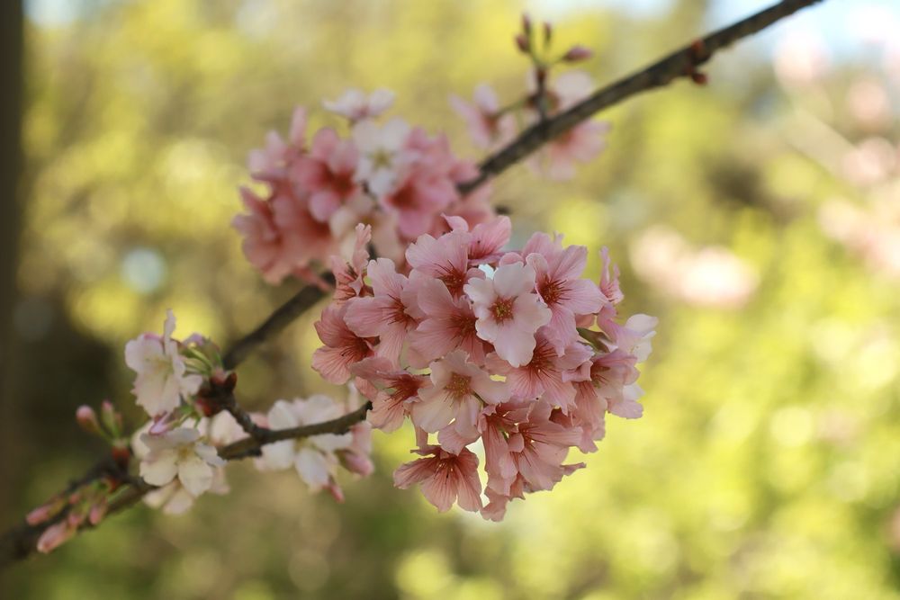 Photo of Schabarum Regional Park