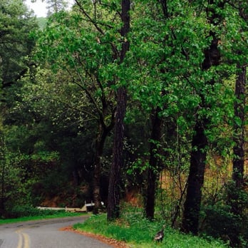 Lake Shasta Caverns - Wild turkey on road in - Landmarks & Historical Buildings Near Me - Lakehead, California