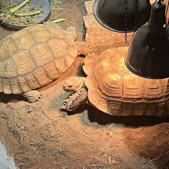 Austin Aquarium - Turtles - Aquariums Near Me - Austin, Texas Austin Aquarium - Turtles - Aquariums Near Me - Austin, Texas