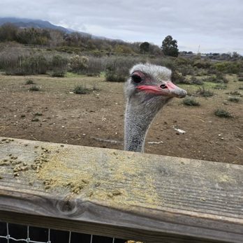 Ostrichland USA - Attraction Farms Near Me - Solvang, California Ostrichland USA - Attraction Farms Near Me - Solvang, California