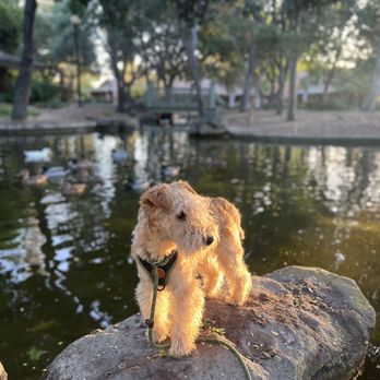 Zepeda Dogz - Dog Walkers Near Me Zepeda Dogz - Dog Walkers Near Me