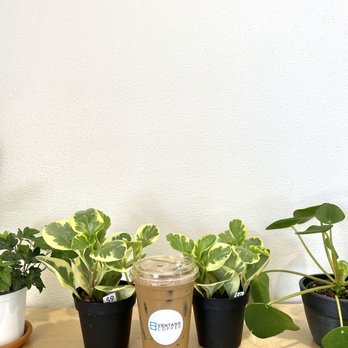 Ventana Coffee - Ventana Iced Coffee - Coffee & Tea Near Me - Covina, California Ventana Coffee - Ventana Iced Coffee - Coffee & Tea Near Me - Covina, California